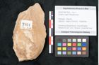 Foto (Objekt + Etikett) von Zostera ungeri Ettingshausen (NHMW-GEO-2024-0188-7924)